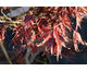 Acer palmatum linearilobum
