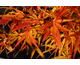 Acer palmatum linearilobum