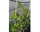 Aronia melanocarpa Revontuli Hedger ® PW