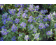 Caryopteris clandonensis Grand Bleu ®