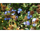 Ceratostigma  willmottianum Forest Blue ®