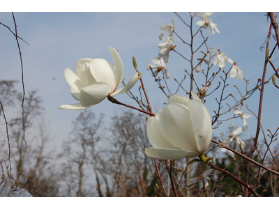 Magnolia (acuminata x denudata)