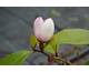 Magnolia (Michelia)