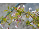 Prunus incisa