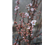 Prunus tomentosa None