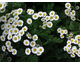 Chrysanthemum parthenium (Tanacetum parthenium)