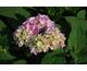 Hydrangea macrophylla Endless Summer ® The Original