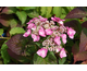 Hydrangea macrophylla Endless Summer ® Twist-n-Shout