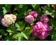 Hydrangea macrophylla Endless Summer ® Bloomstar