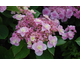 Hydrangea macrophylla Romance - serie You and Me