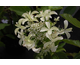 Hydrangea paniculata Great Star ®