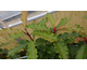Photinia serratifolia Crunchy®
