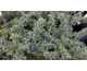 Abelia grandiflora 