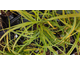 Carex trifida
