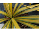 Yucca recurvifolia