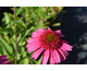 Echinacea purpurea Delicious Candy ®