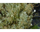 Cerastium tomentosum var. columnae