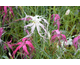 Dianthus isensis