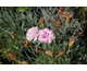 Dianthus plumarius flore pleno nanus