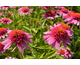 Echinacea Papallo ® Semi Double Pink