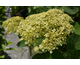 Hydrangea arborescens Lime Rickey ® PW