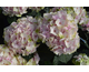 Hydrangea macrophylla Magical ® Four Seasons - Noblesse