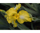 Iris germanica Champ