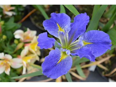 Iris louisiana
