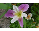 Iris louisiana Colorific