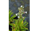 Morina longifolia