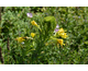 Oenothera fruticosa Hoheslicht (Highlight)
