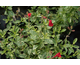 Salvia greggii Desert Blaze