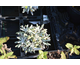 Salvia daghestanica