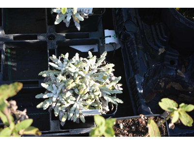 Salvia daghestanica