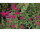 Salvia greggii Fuchsia con occhio