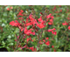 Salvia x jamensis