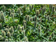 Trifolium rubens f. album