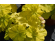 Pelargonium Swainham Spring
