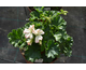 Pelargonium Alice