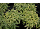 Salvia officinalis Icterina