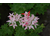 Pelargonium stellato