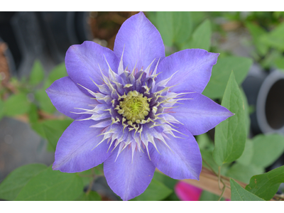 Clematis