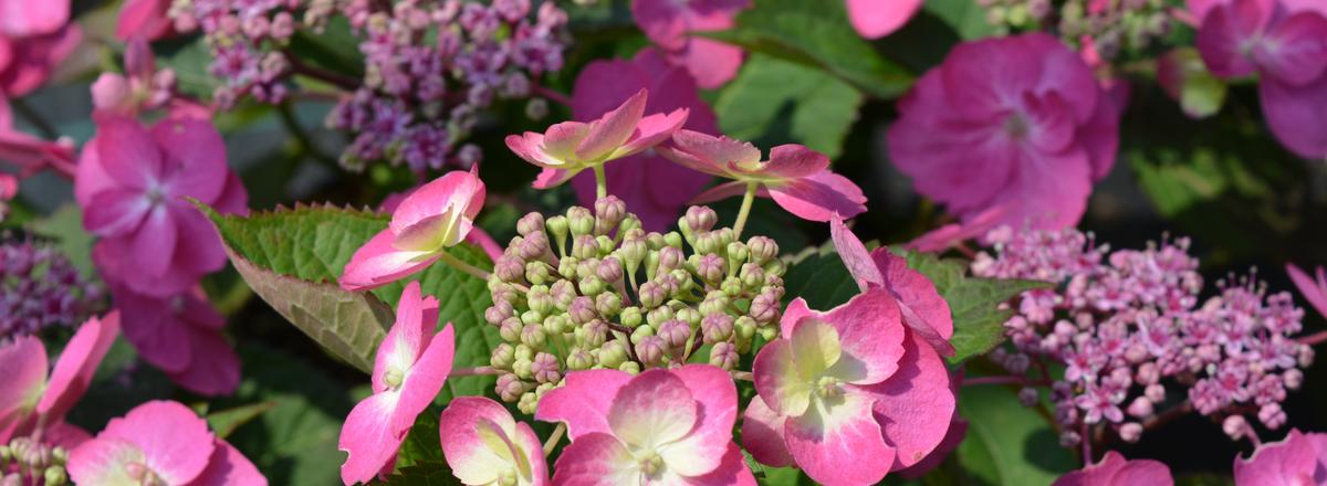 Hydrangee big