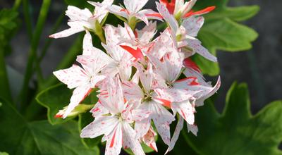 Pelargoni