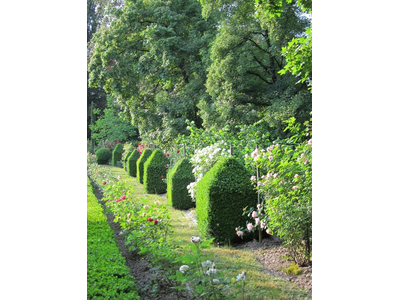 OMAGGIO ALLE ROSE - Omaggio alla rosa interiore