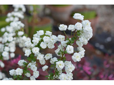 ORARIO PRIMAVERA