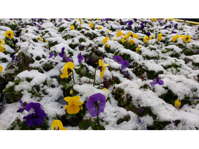 CHIUSURA NATALIZIA, dal 25 dicembre al 7 gennaio