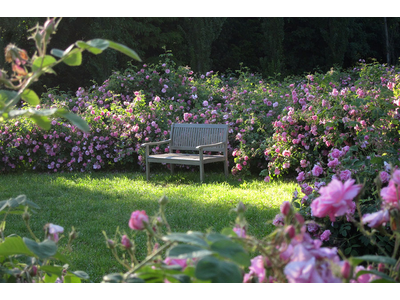 Con le rose al Castello di Cordovado