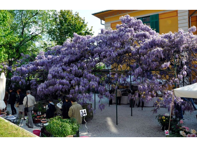 Horti Tergestini