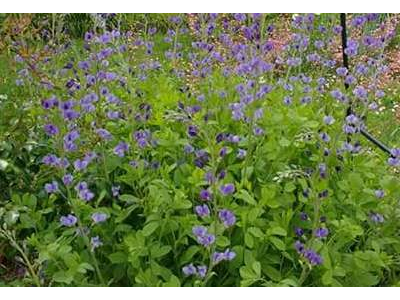 Baptisia australis